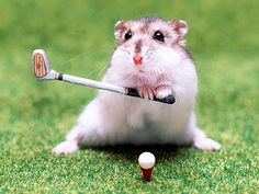 a hamster hitting a golf ball on the grass