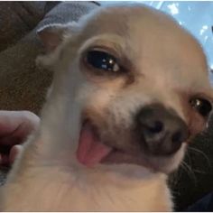 a close up of a small dog with it's tongue out