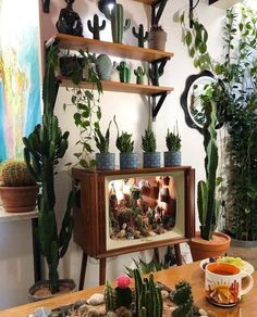 there are many potted plants on the shelves in this room, including cacti and succulents