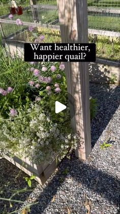 an image of a garden with flowers and plants growing out of the planter boxes