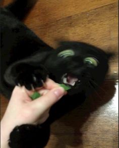 a black cat with green eyes is being fed by someone's hand on the floor