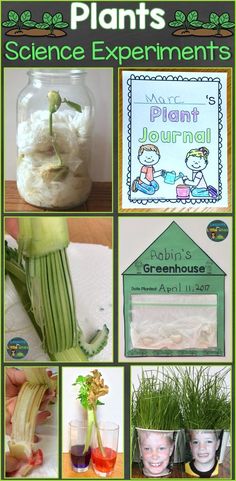 science experiments and activities for kids to do with plants