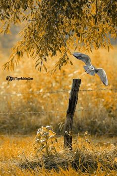 a bird is flying over a fence in front of some tall grass and yellow flowers