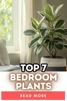 A large potted plant with glossy, green leaves and a creamy-white border occupies the foreground of a well-lit bedroom. The plant is positioned beside a white bed, partially covered by a light gray blanket, and a window with sheer curtains lets in soft natural light. Bold text at the bottom reads "TOP 7 BEDROOM PLANTS" with a button that says "READ MORE" in red. Indoor Plant Bedroom, Bedroom Plants And Greenery Ideas, Plant Bedroom Ideas, Bedroom Plants Decor Ideas, Plant In Bedroom, Plants In Bedroom