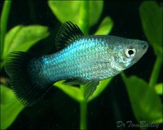 a blue and black fish in an aquarium with green leaves around it's edges