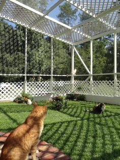 an orange and white cat sitting on top of a lush green field