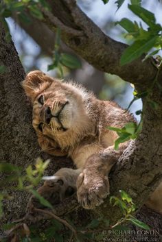 a lion cub is sitting in the branches of a tree