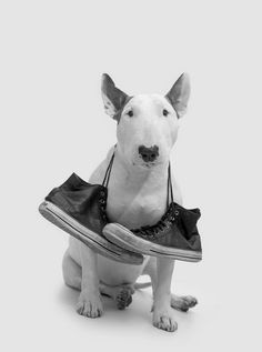 a bull terrier dog sitting on the ground with a shoe in its mouth