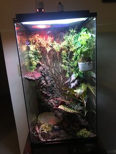 an aquarium with plants and rocks in it