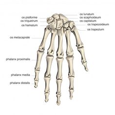 the bones of the hand and wrist