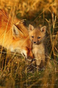 two baby foxes playing with each other in the grass