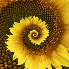 a large sunflower is shown from the top down