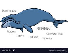 a blue whale is labeled in the words downead whale and downeast whale