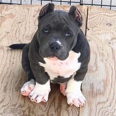 a black and white dog sitting on top of a wooden floor next to a fence