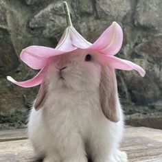 a bunny with a pink flower on its head