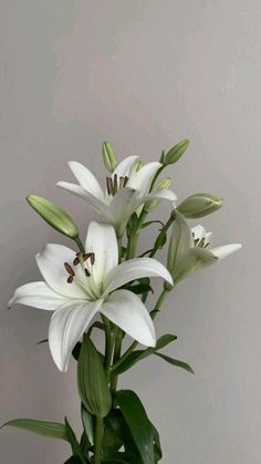 a vase with white flowers in it sitting on a table next to a gray wall