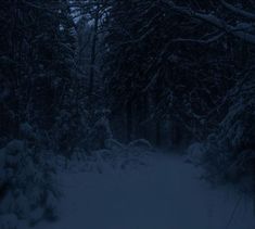 a snowy path in the woods at night