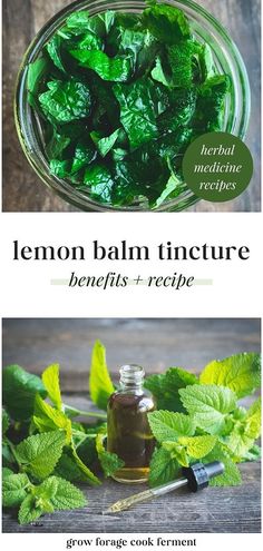 Embrace the healing magic of lemon balm, a potent medicinal herb filled with benefits. Get creative and learn how to make a DIY lemon balm herbal tincture, a wonderful start to your journey with herbal medicine. This recipe is one of the most uncomplicated, beginner-friendly herbal remedies you'll craft this sunny season! Lemon Grass Tincture, Dandelion Tincture, Lemon Balm Recipes, Lemon Balm Tincture, Tinctures Recipes, Herbs Garden, Medicine Chest, Herbal Tinctures