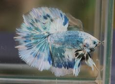 a blue and white siamese fish in a clear glass tank with its tail curled back