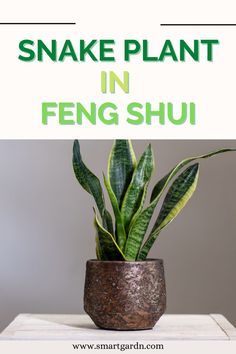 Where to place the snake plant in feng shui? Feng Shui Indoor Plants, Aesthetic Snake, Water Plants Indoor, Feng Shui Garden, Feng Shui Plants, Feng Shui Guide, Feng Shui Living Room