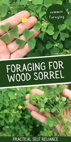 the cover of foraging for wood sorrel, which is being held by someone's hands