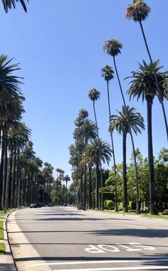 palm trees line the street on a sunny day