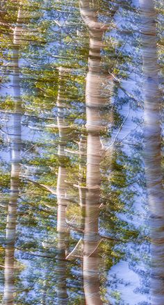 the trees are reflected in the water with their trunks still attached to the tree tops