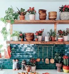 many potted plants are on the shelves in this kitchen