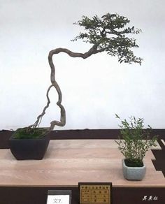 a bonsai tree sitting on top of a wooden table