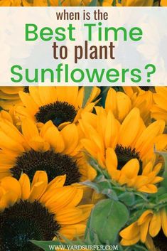 sunflowers with the words when is the best time to plant sunflowers?