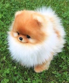 a small brown and white dog sitting in the grass