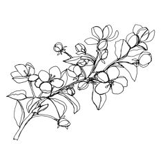 a black and white drawing of flowers on a white background