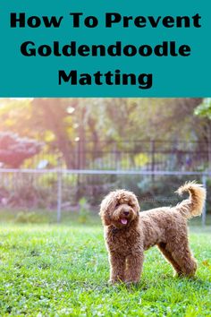 A Goldendoodle is standing in the grass. The image is talking about “how to prevent Goldendoodle matting. How often does a doodle need to go to the groomer? It varies from dog to dog but largely depends on how short you have your doodle's hair clipped and how frequently you brush your doodle. To learn more about Goldendoodles visit Timberidgegoldendoodles.com. Medium Length Doodle Haircut, Labradoodle Grooming, Goldendoodle Haircuts, Goldendoodle Grooming, Lamb Cuts, Puppy Coats, Dog Haircuts, Grooming Style, Australian Labradoodle