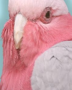 a close up of a pink and white bird's face with feathers on its head