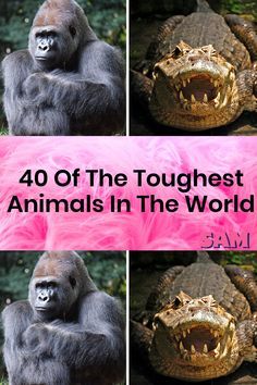 four pictures of gorillas with the words 40 of the toughest animals in the world