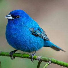 a blue bird sitting on top of a green branch