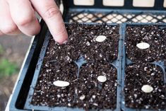 a person pointing at seedlings in a tray