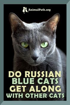 a gray cat with green eyes and the words do russian blue cats get along with other cats?