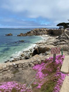 purple flowers are growing on the rocks by the water's edge, along with a sign that says no swimming here