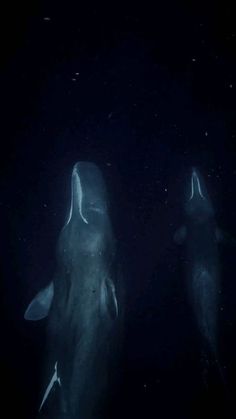 two dolphins swimming in the water at night