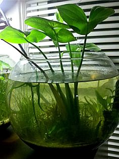 a fish bowl filled with water and plants