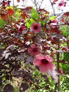 some pink flowers are growing in the bushes