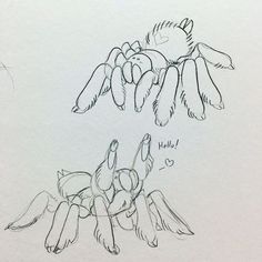 two drawings of a spider and another drawing of a bird