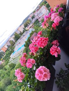 some pink flowers are growing on the side of a building with trees in the background