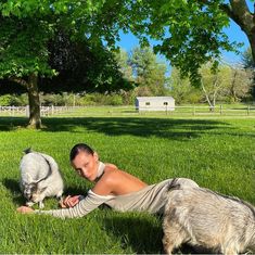 a woman laying in the grass next to a dog and a pig on her back