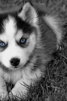 a puppy with blue eyes standing in the grass