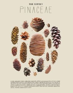 pine cones arranged in a circle with the words pinaceae written below them on it