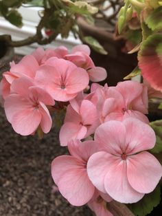 pink flowers are blooming in a potted plant