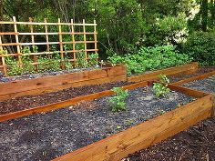 several wooden raised garden beds with plants growing in them