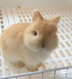 an orange and white rabbit sitting in a cage with it's head up to the camera